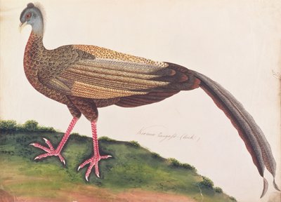 Großer Argus, aus Zeichnungen von Vögeln aus Malakka, ca. 1805-18 von Chinese School